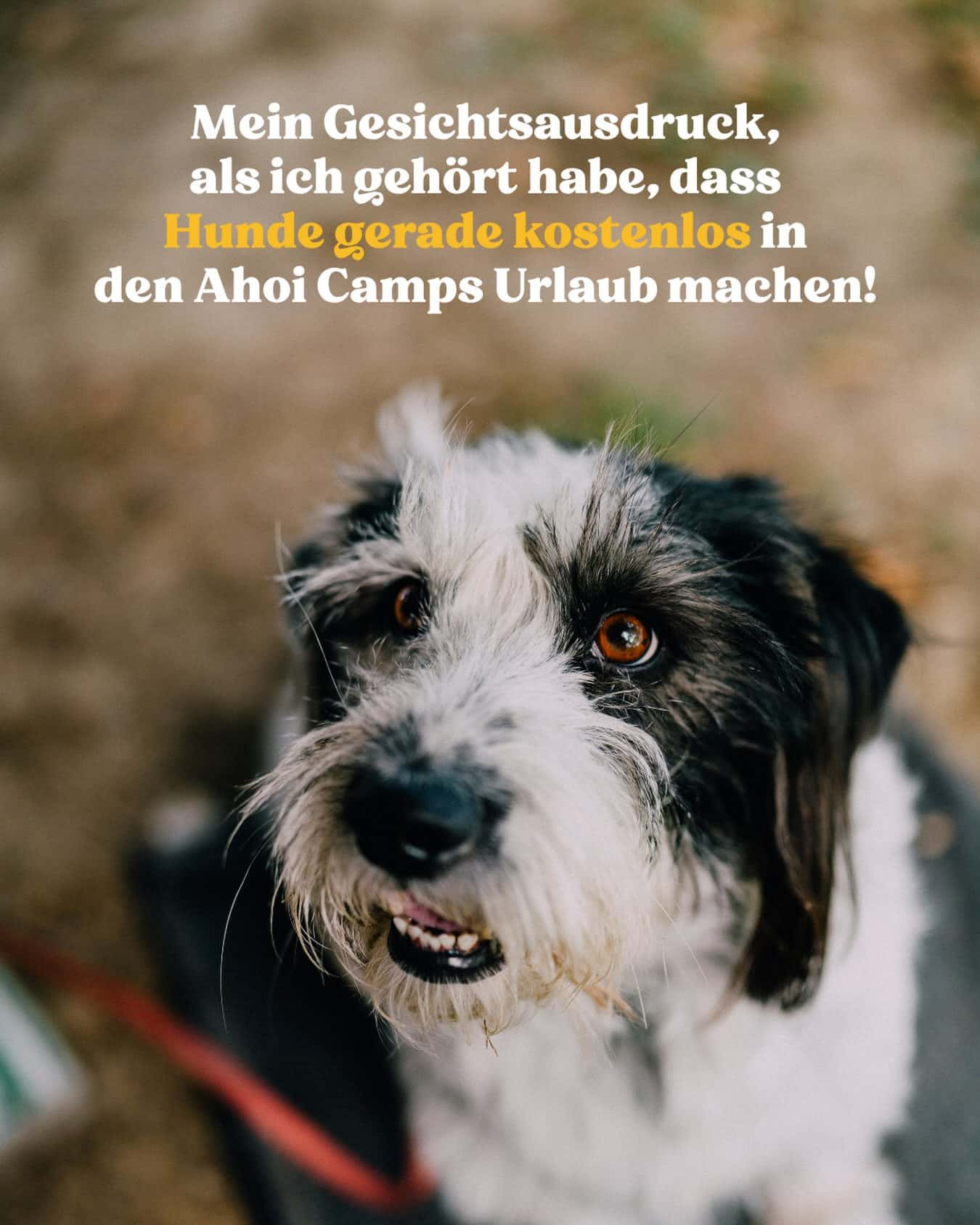 Instagram-Beitrag von Ahoi-Camp Fehmarn