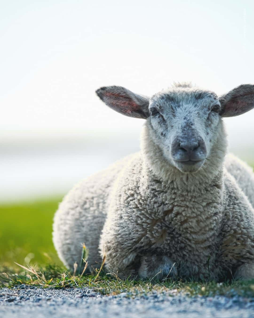 Instagram-Beitrag von Belt Camping Fehmarn