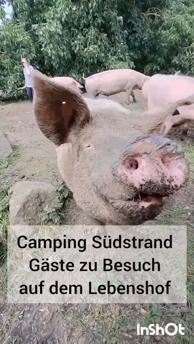 Instagram-Beitrag von Camping Südstrand