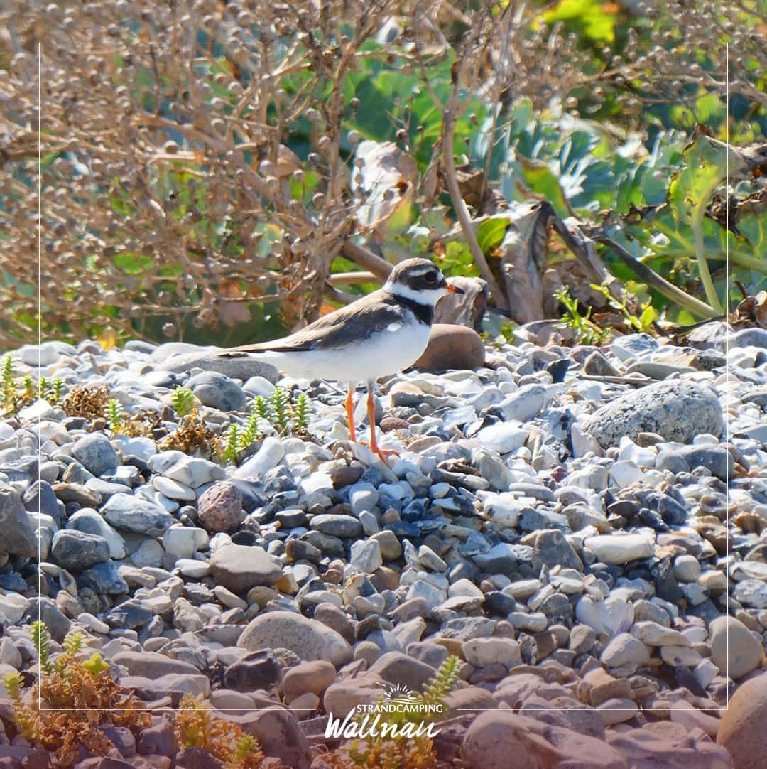 Instagram-Beitrag von Strandcamping Wallnau