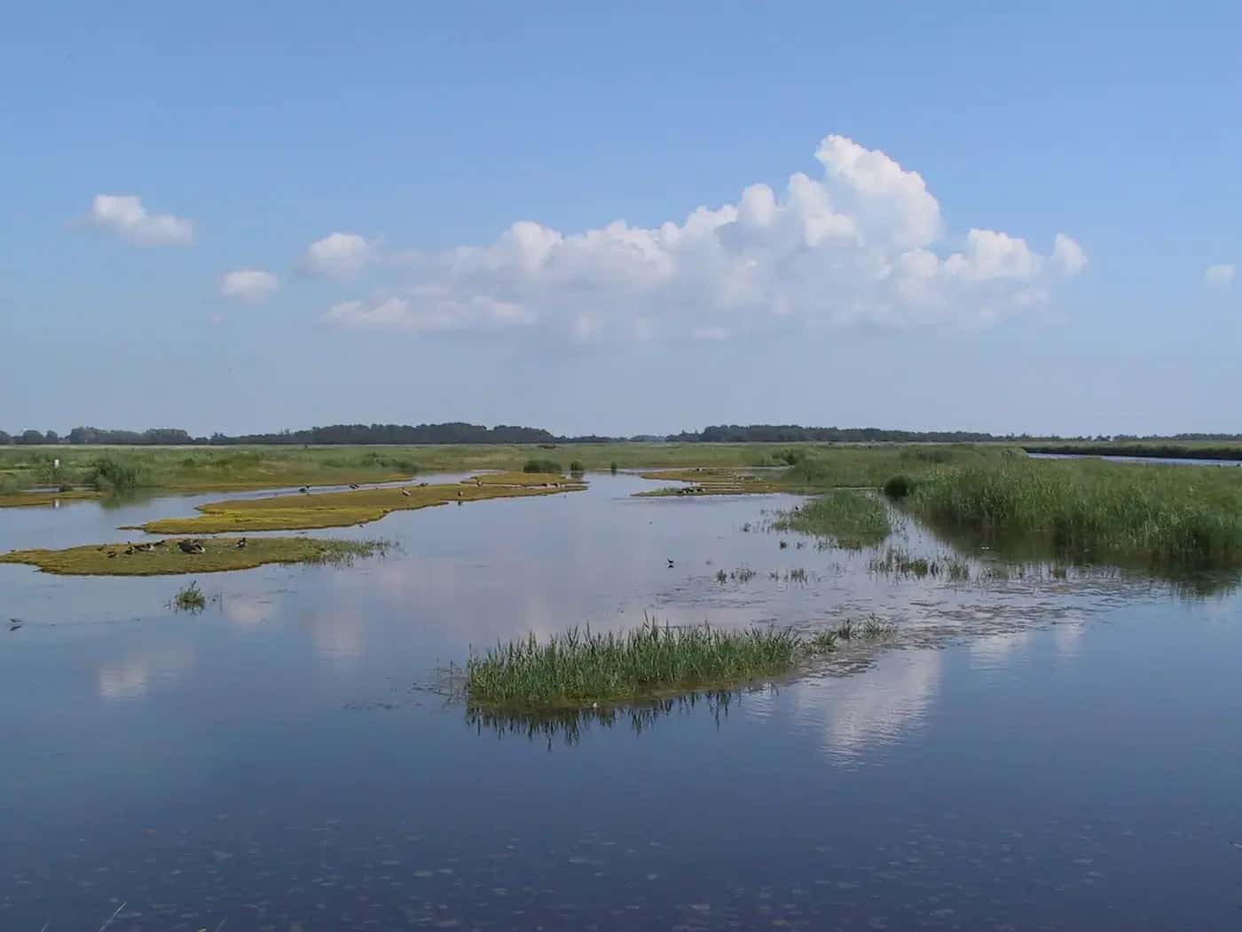 Wide-open natural landscape in the Wallnau waterfowl reserve on Fehmarn