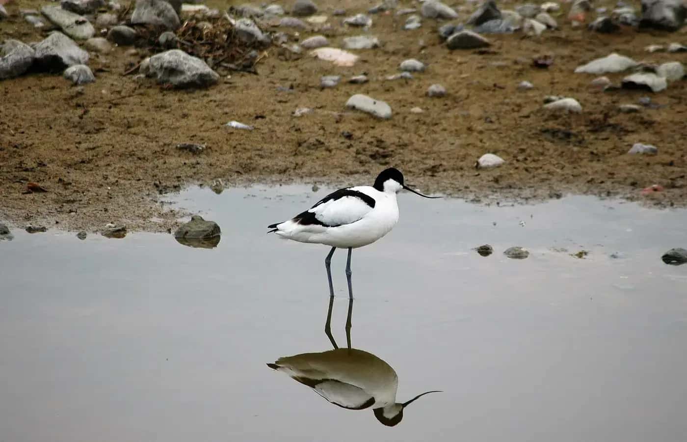 NABU-Wasservogelreservat Wallnau, Wallnau, west coast