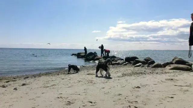 europacamping-hunde-am-strand